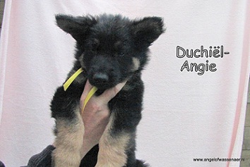 Duchiël-Angie ODH pup van 7 wk